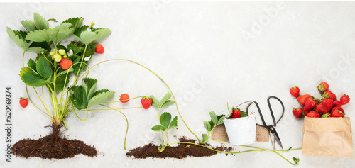 Growth stages of strawberry plant.