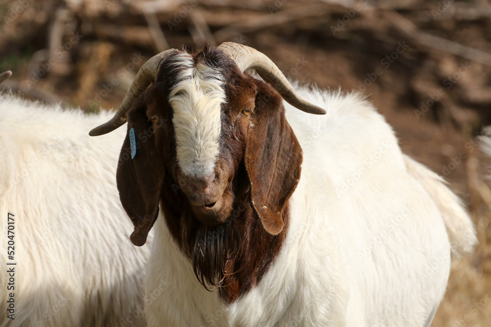 Boer goat ram used as part of a breeding program Karpp South Africa