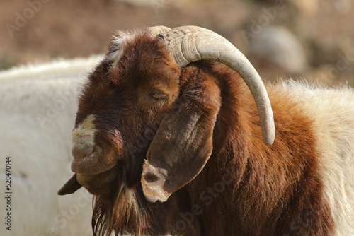 Foto Boer goat ram used for breedingon a Karoo farm, South Africa