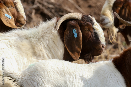 Konstfotografi Boer goat ram kept for stud purposed on a Karoo farm, South Africa