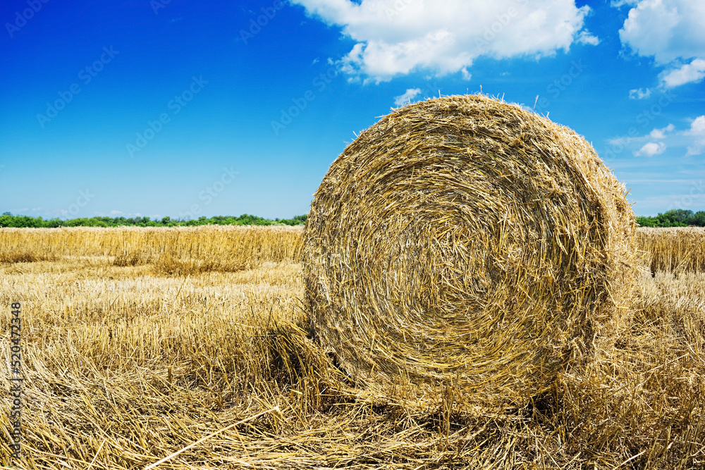 Natural landscape. Field with hay bale under the blue sky