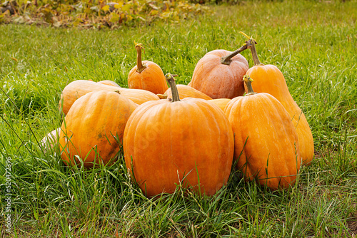 Orange ornamental pumpkins in sunlight in october autumn. Pumpkin orange Halloween Harvesting and Thanksgiving concept.
