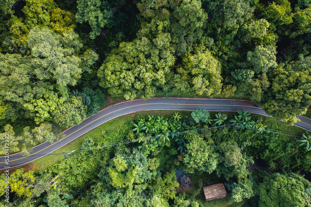 Aerial view of green summer tree and forest with a road