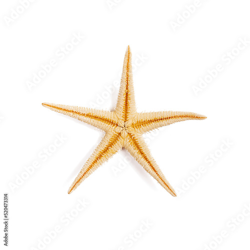 Isolated starfish on white background.Top view