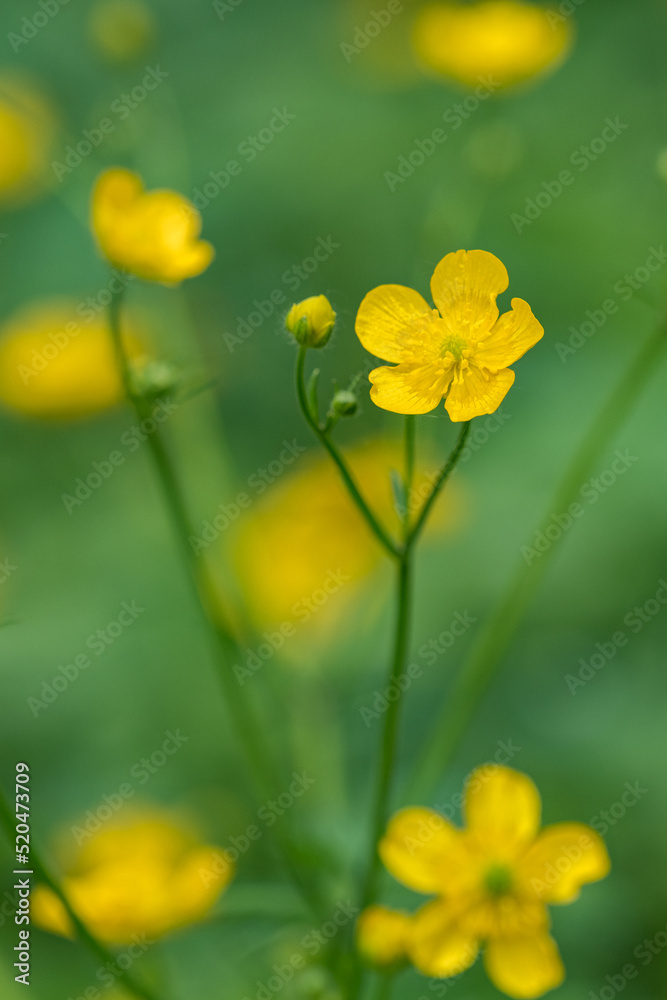 Beautiful yellow buttercup flowers in detail. Beautiful yellow buttercup flowers in detail.