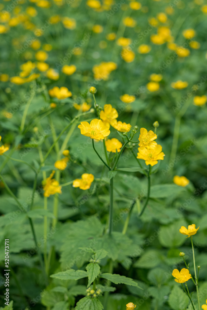 Beautiful yellow buttercup flowers in detail. Beautiful yellow buttercup flowers in detail.