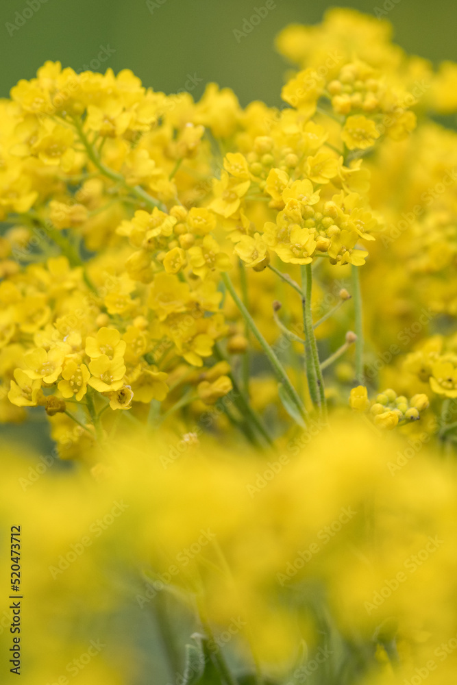 Yellow flowers of an ornamental plant in detail. Yellow flowers of an ornamental plant in detail.