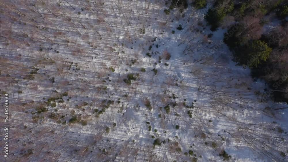 Long drone video taken from the forest site, directed to the snowy forest Long drone video taken from the forest site, directed to the snowy forest