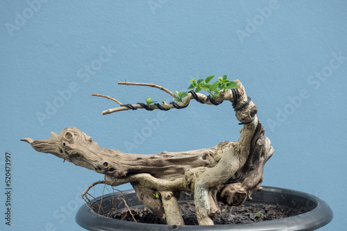 Bonsai or cultivation of  premna trees to mimic the shape and scale of full size ones photo
