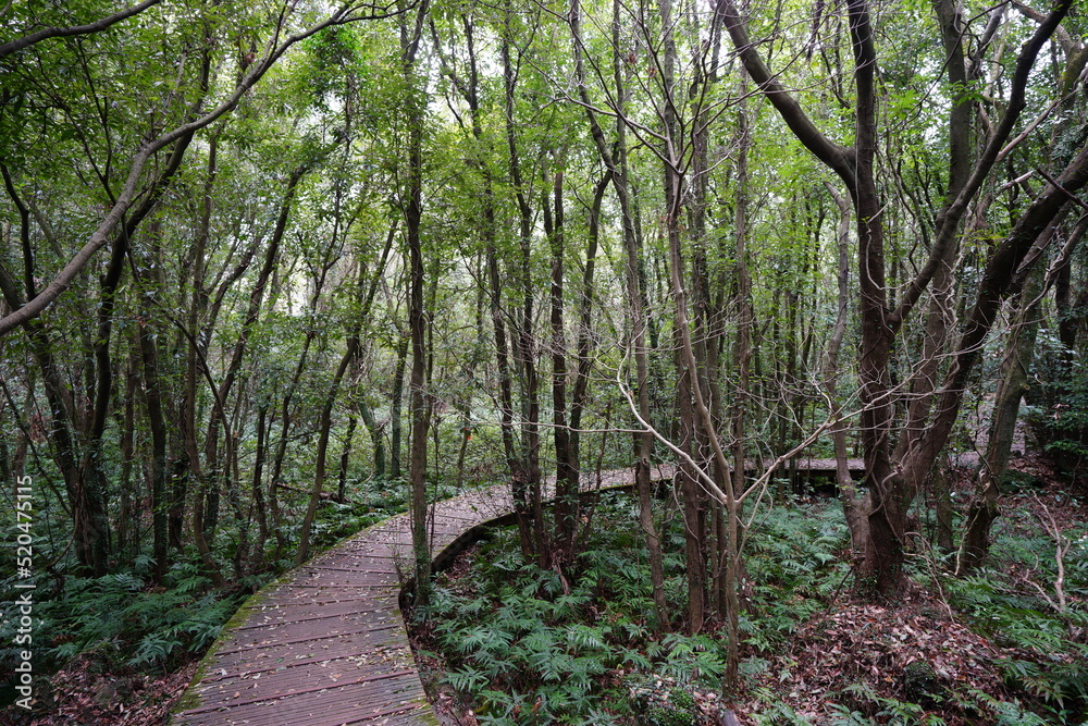 fascinating boardwalk through thick wild forest fascinating boardwalk through thick wild forest