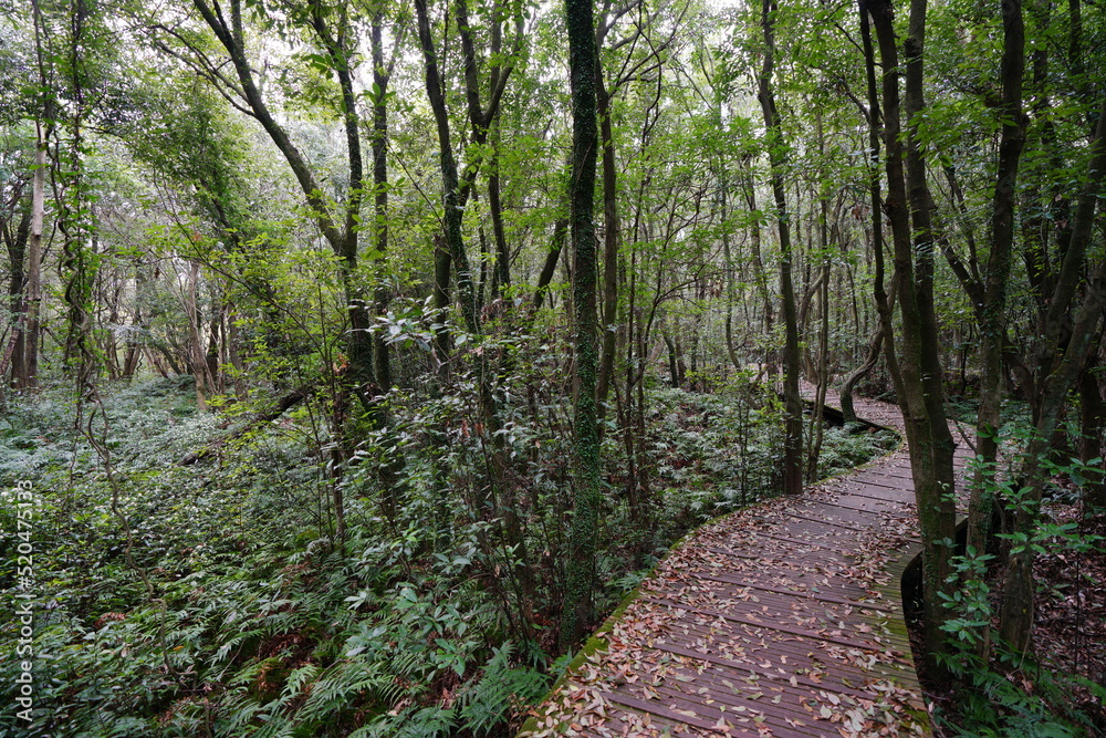 fascinating boardwalk through thick wild forest