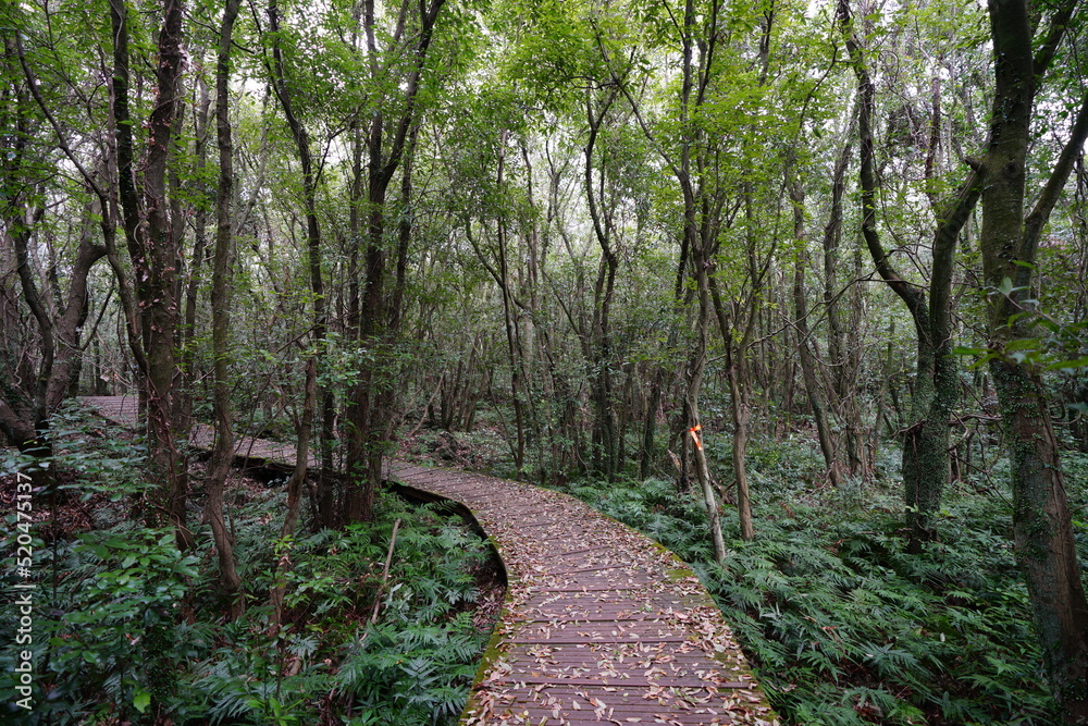 lively spring forest with boardwalk lively spring forest with boardwalk