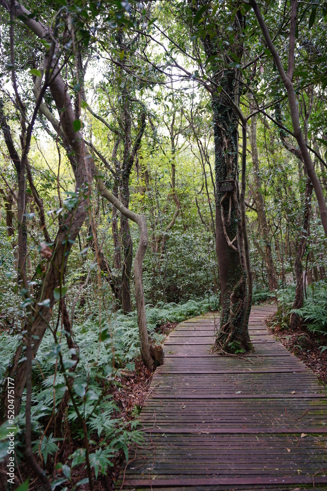 lively spring forest with boardwalk lively spring forest with boardwalk