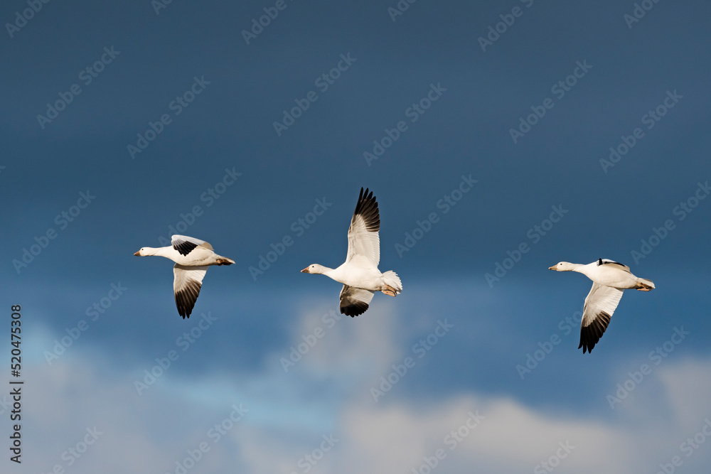 Fototapeta premium ハクガン飛翔 (snow goose)