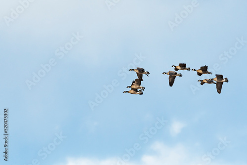 シジュウカラガン飛翔 (Cackling goose)