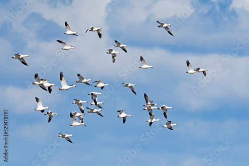 ハクガンの群れ (snow goose) © sandpiper