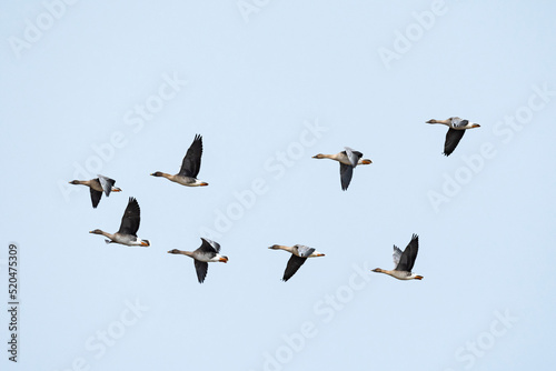 オオヒシクイ飛翔 (bean goose) © sandpiper