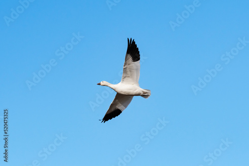 ハクガン飛翔 (snow goose) © sandpiper