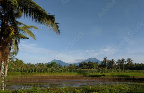 Beautiful morning around the village in Banyuwangi city, East Java, Indonesia.
