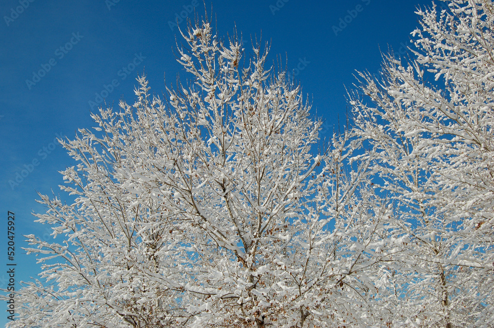 snow covered trees snow covered trees