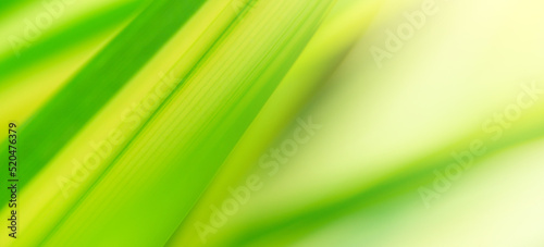 Concept nature view of green foliage on blurred greenery background
