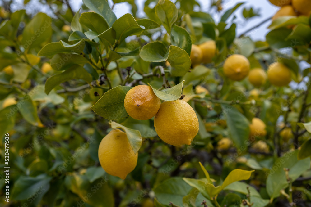 Ripe yellow lemons growing on a green branch