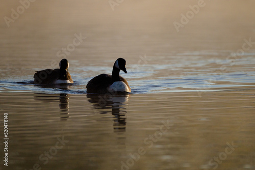 Canada geese swimming on a lake through the early morning mist in London 