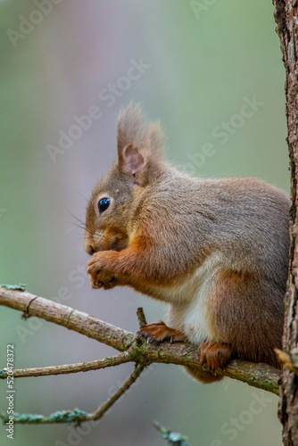 Red Squirrel eating nuts in the forests of the Cairngorms, Scotland 
