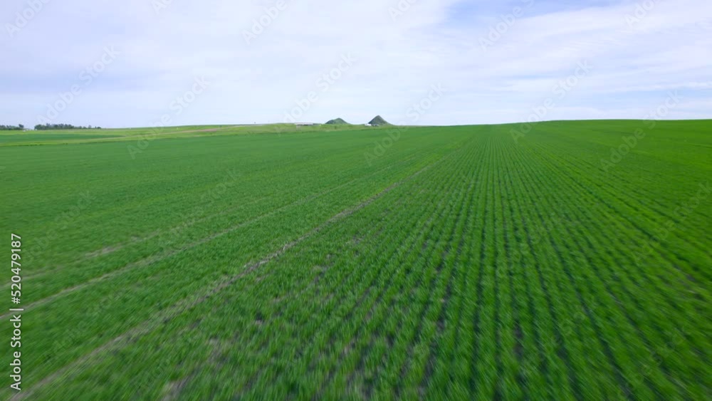 Aerial view on corn field with high speed. Aerial view on corn field with high speed.