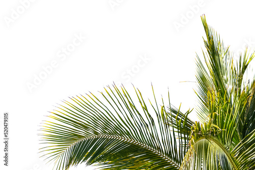 Coin de palmes sur fond blanc  photo