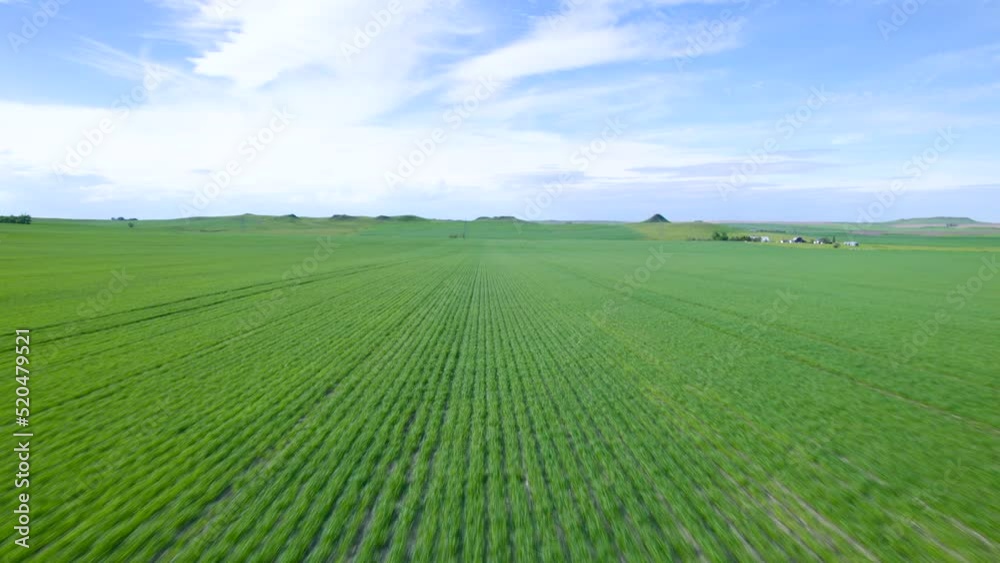 Aerial view on corn field with high speed. Aerial view on corn field with high speed.