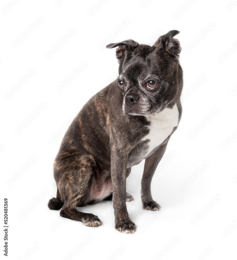 Isolated dog sitting while looking off screen. Side profile of cute female senior dog with big brown eyes. 9 years old boston terrier pug mix. Small black and white or brindle dog. Selective focus.
