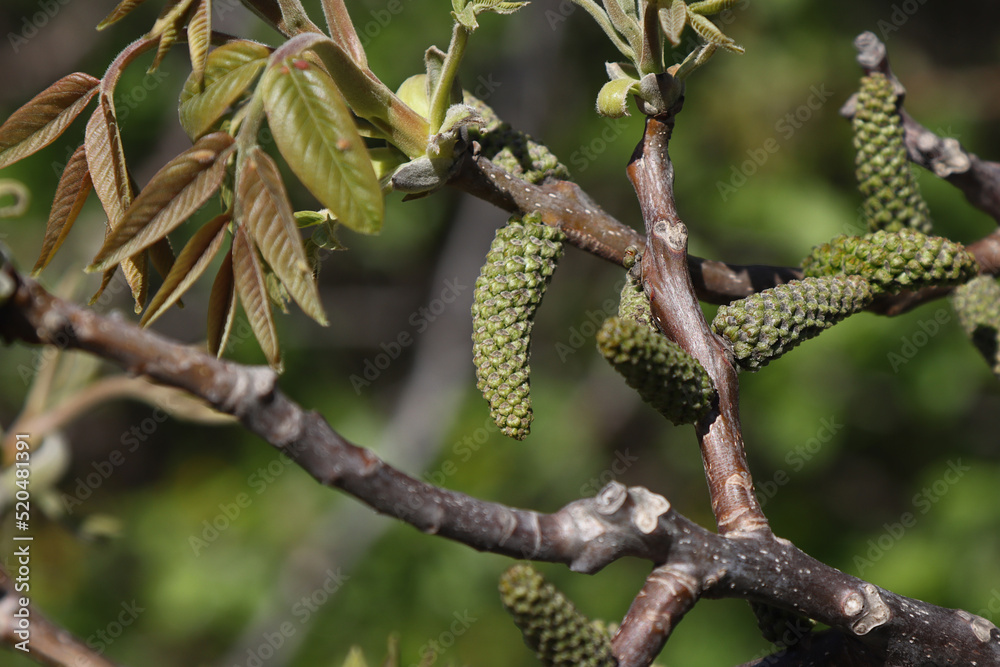 Fototapeta premium Blooming walnut tree.