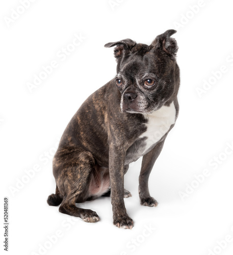 Isolated dog sitting while looking off screen. Side profile of cute female senior dog with big brown eyes. 9 years old boston terrier pug mix. Small black and white or brindle dog. Selective focus.