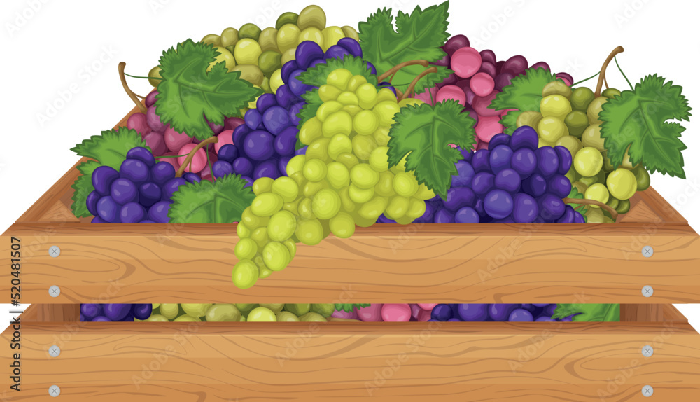 Grape. Wooden box with grapes. Multicolored bunches of grapes in a wooden box. Fruits in a package. Vector illustration isolated on a white background Grape. Wooden box with grapes. Multicolored bunches of grapes in a wooden box. Fruits in a package. Vector illustration isolated on a white background