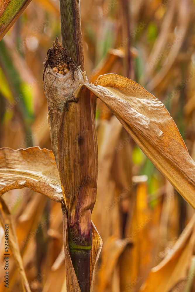 dried up corn plant with corn cobs. brown leaves on the cob of corn