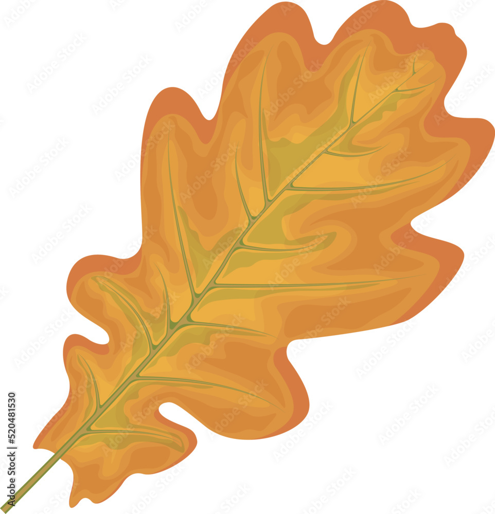 Oak leaf. Yellow autumn oak leaf. Oak tree leaf. Autumn vector illustration isolated on a white background Oak leaf. Yellow autumn oak leaf. Oak tree leaf. Autumn vector illustration isolated on a white background