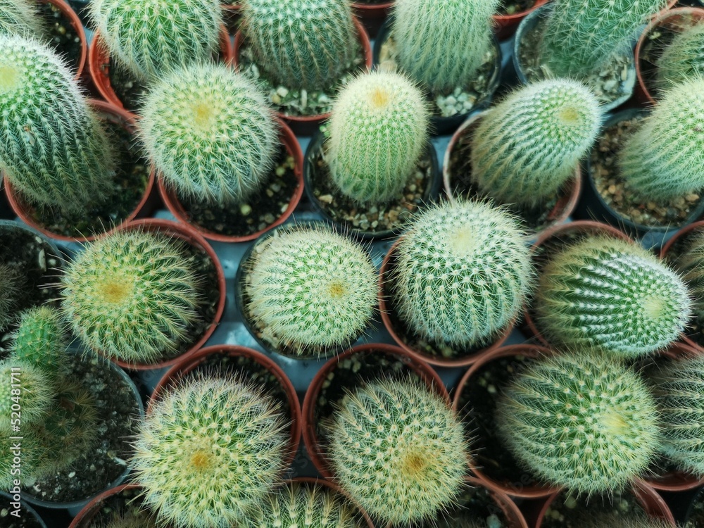 beautiful cactus was growing at pot beautiful cactus was growing at pot