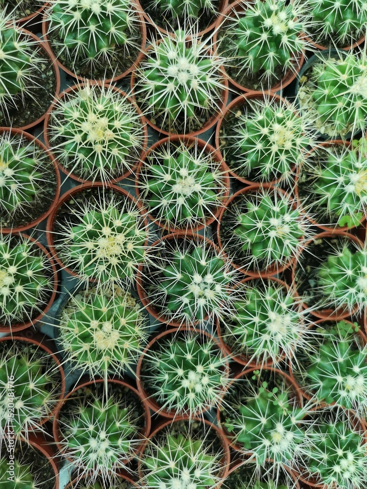 beautiful cactus at pot with lines method beautiful cactus at pot with lines method