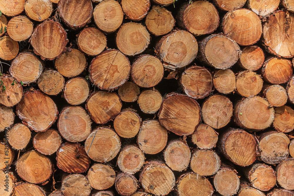 Stacks of logs a day. Stacked pine trunks after felling. Sorted wood at harvest time. Many sawed logs with visible growth rings. reddish orange colored stems with bark Stacks of logs a day. Stacked pine trunks after felling. Sorted wood at harvest time. Many sawed logs with visible growth rings. reddish orange colored stems with bark