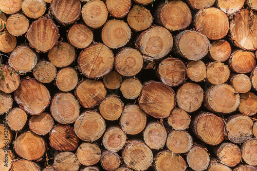 Stacks of logs a day. Stacked pine trunks after felling. Sorted wood at harvest time. Many sawed logs with visible growth rings. reddish orange colored stems with bark
