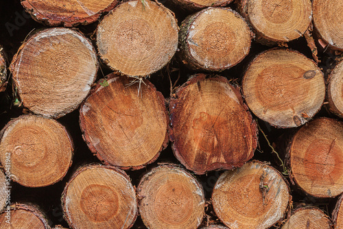 Sorted wood at harvest time. View of individual stacked logs. stacked pine trunks after felling. Many sawed logs with visible growth rings. reddish orange colored stems with bark