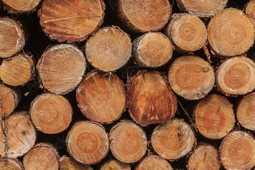 View of many stacked logs. Sorted wood at harvest time. stacked pine trunks after felling. Many sawed logs with visible growth rings. reddish orange colored stems with bark.