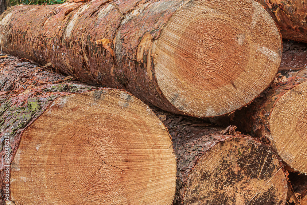 large stumps in a heap. Pine trunks after felling in the forest. Sawn tree trunks with bark. Annual rings in cross-section in reddish, brown, yellow colouring. Ring-shaped grain large stumps in a heap. Pine trunks after felling in the forest. Sawn tree trunks with bark. Annual rings in cross-section in reddish, brown, yellow colouring. Ring-shaped grain