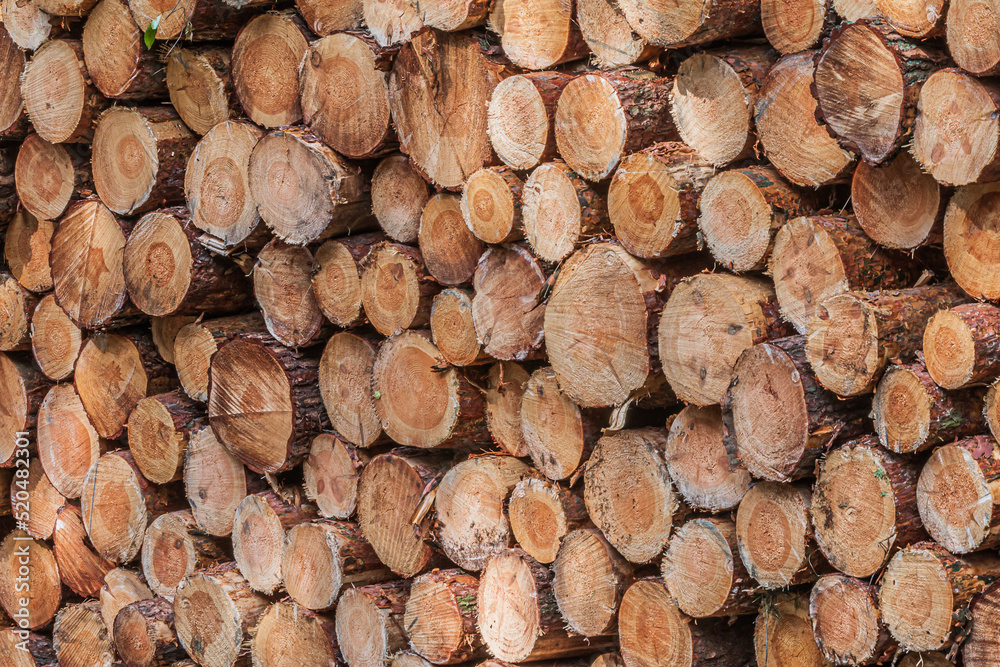 large pile of freshly cut wood. Pine trunks lie sorted in the forest. Logs with bark after harvest. End of stems with growth rings in gold, brown, yellow, reddish color large pile of freshly cut wood. Pine trunks lie sorted in the forest. Logs with bark after harvest. End of stems with growth rings in gold, brown, yellow, reddish color