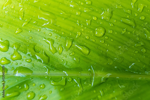 Macro closeup of Beautiful fresh green leaf with drop of water after the rain in morning sunlight nature background.