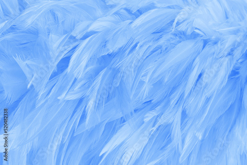Beautiful blue pastel bird feathers pattern texture background. © Nattha99