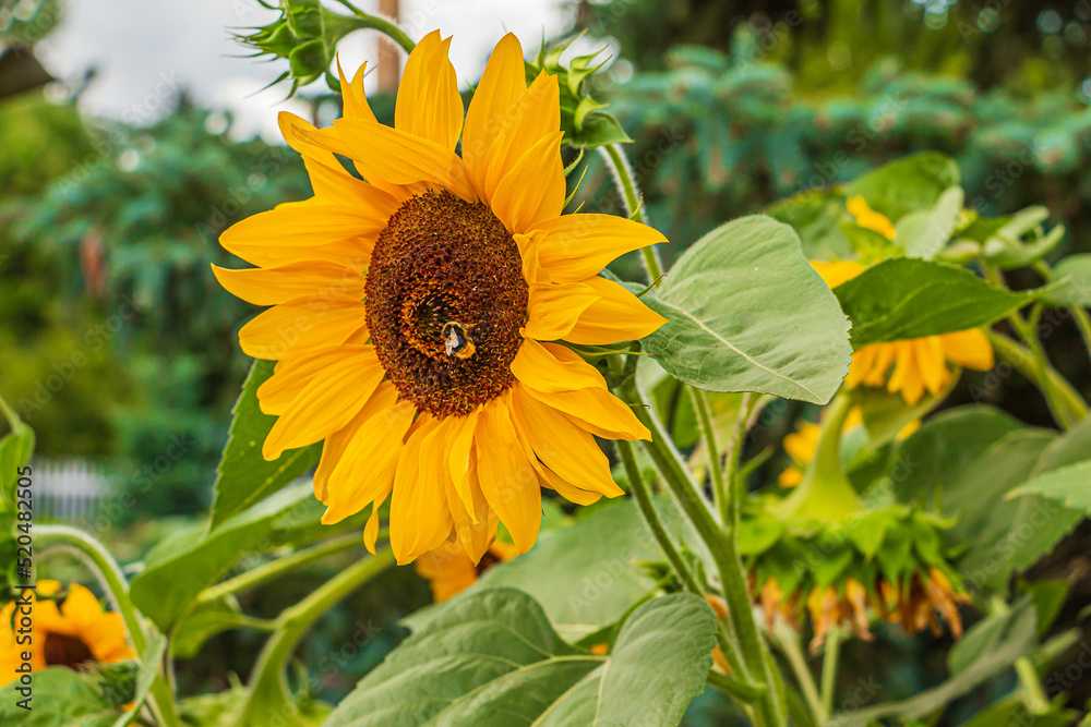 Obraz premium Large sunflower in a garden with a bee. Flower open bloom. Sunflower seeds inside the flower head. Yellow flower petals and green plant leaves in summer. More sunflowers in the background