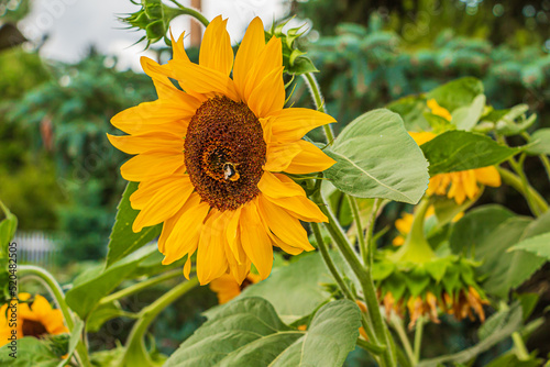 Large sunflower in a garden with a bee. Flower open bloom. Sunflower seeds inside the flower head. Yellow flower petals and green plant leaves in summer. More sunflowers in the background