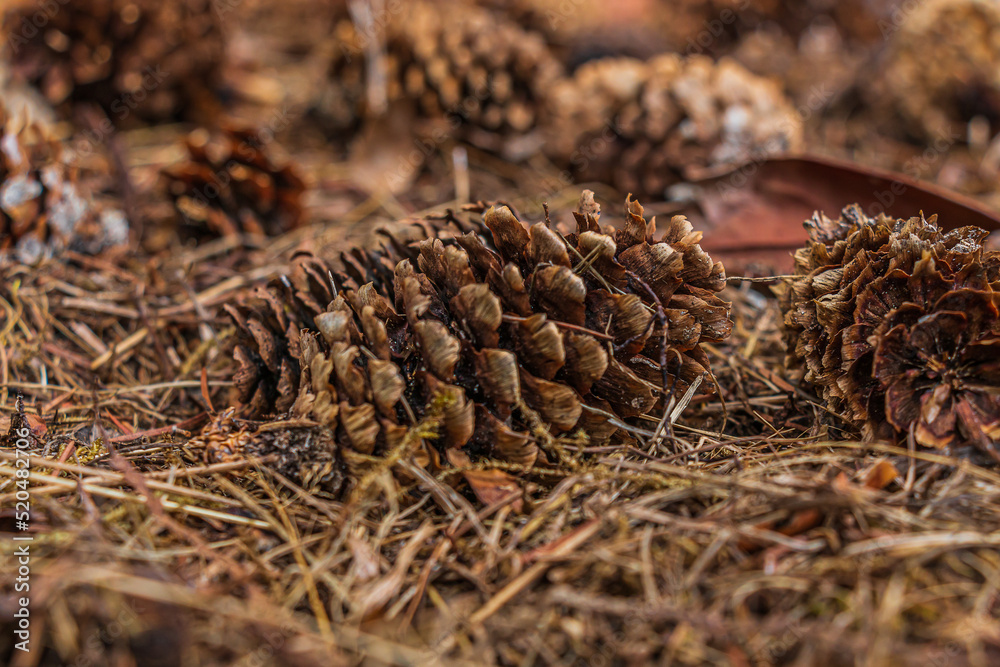 Pine cones lying on the ground. Brown open pine cone between brown pine needles. Structures of the scales of the empty pine cone. Spindle arranged like a roof tile Pine cones lying on the ground. Brown open pine cone between brown pine needles. Structures of the scales of the empty pine cone. Spindle arranged like a roof tile